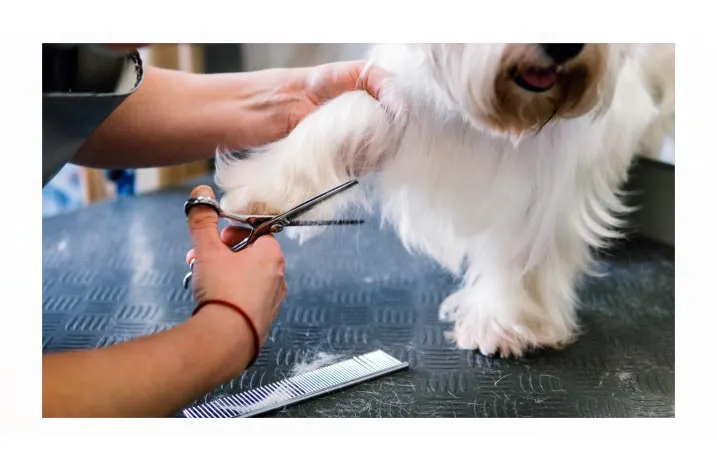 strzyżenie psów w salonie Elegancki Pies