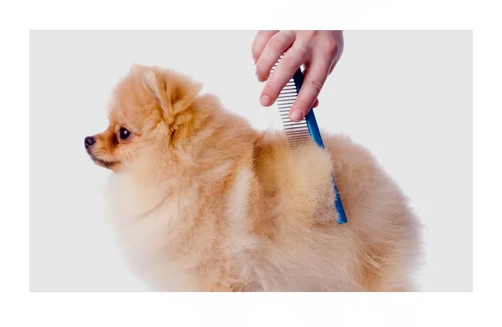 czesanie psów w salonie Elegancki Pies