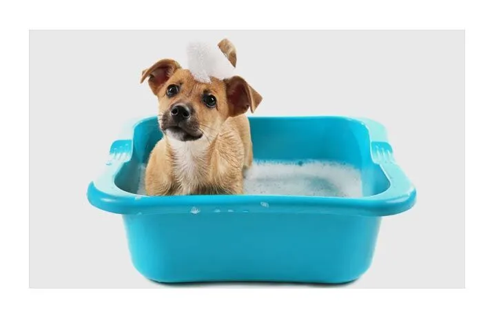 kąpiele psów w salonie Elegancki Pies