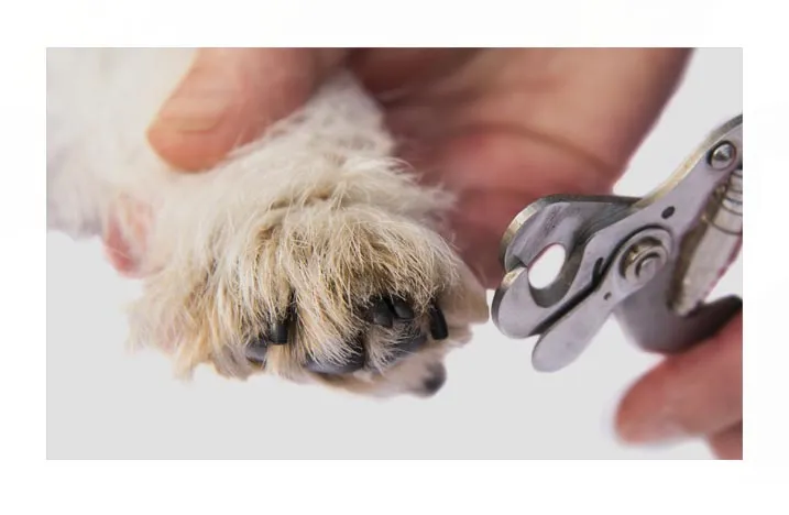 wizyty szczeniaków w salonie Elegancki Pies